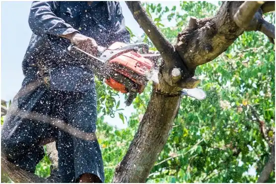 tree services Edmonds